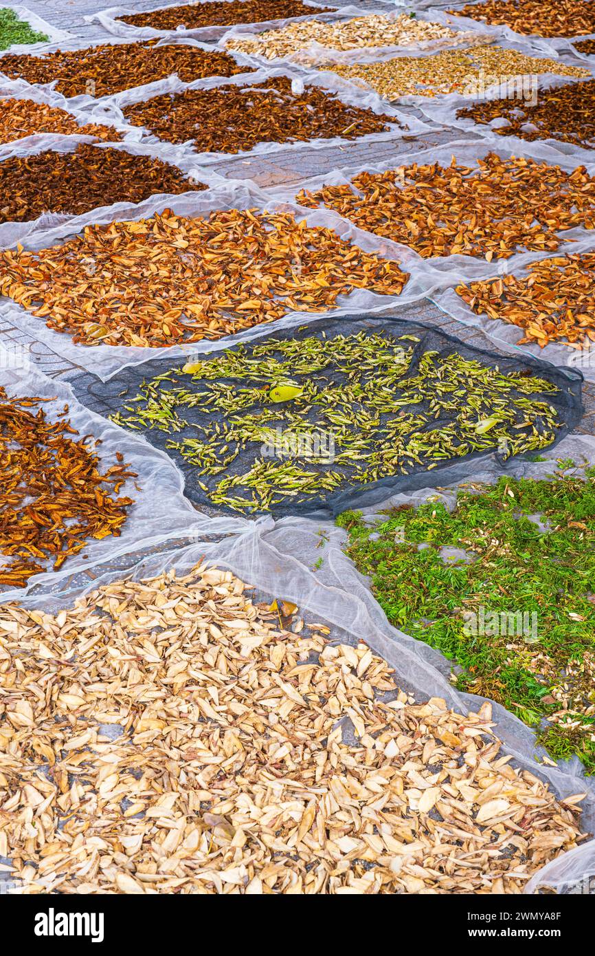 Vietnam, Mekong Delta, Kien Giang province, Rach Gia, drying of medicinal plants in front of Nguyen Trung Truc temple Stock Photo