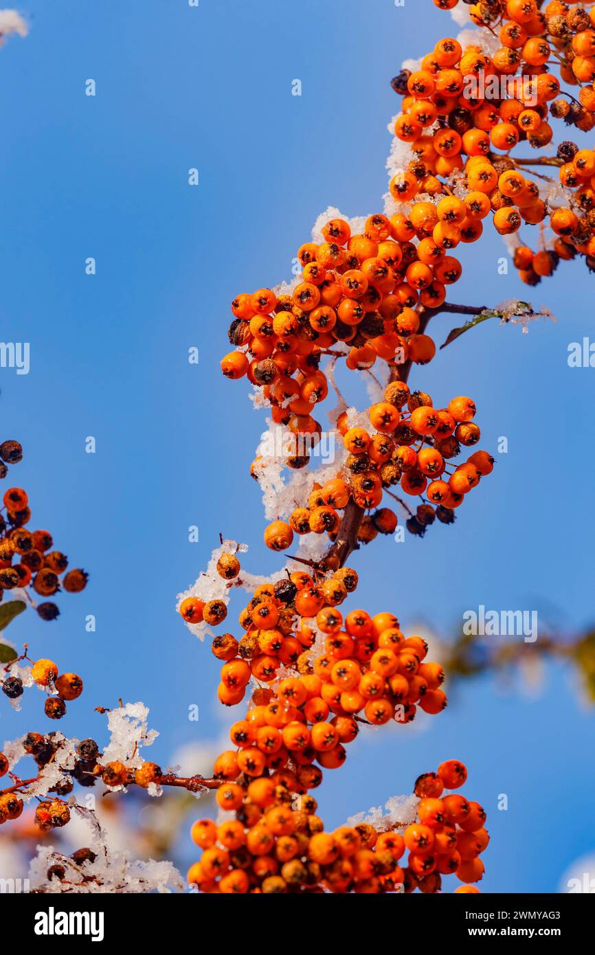 France, Bas Rhin, Obernai, frosted hawthorn fruits with red fruits Stock Photo