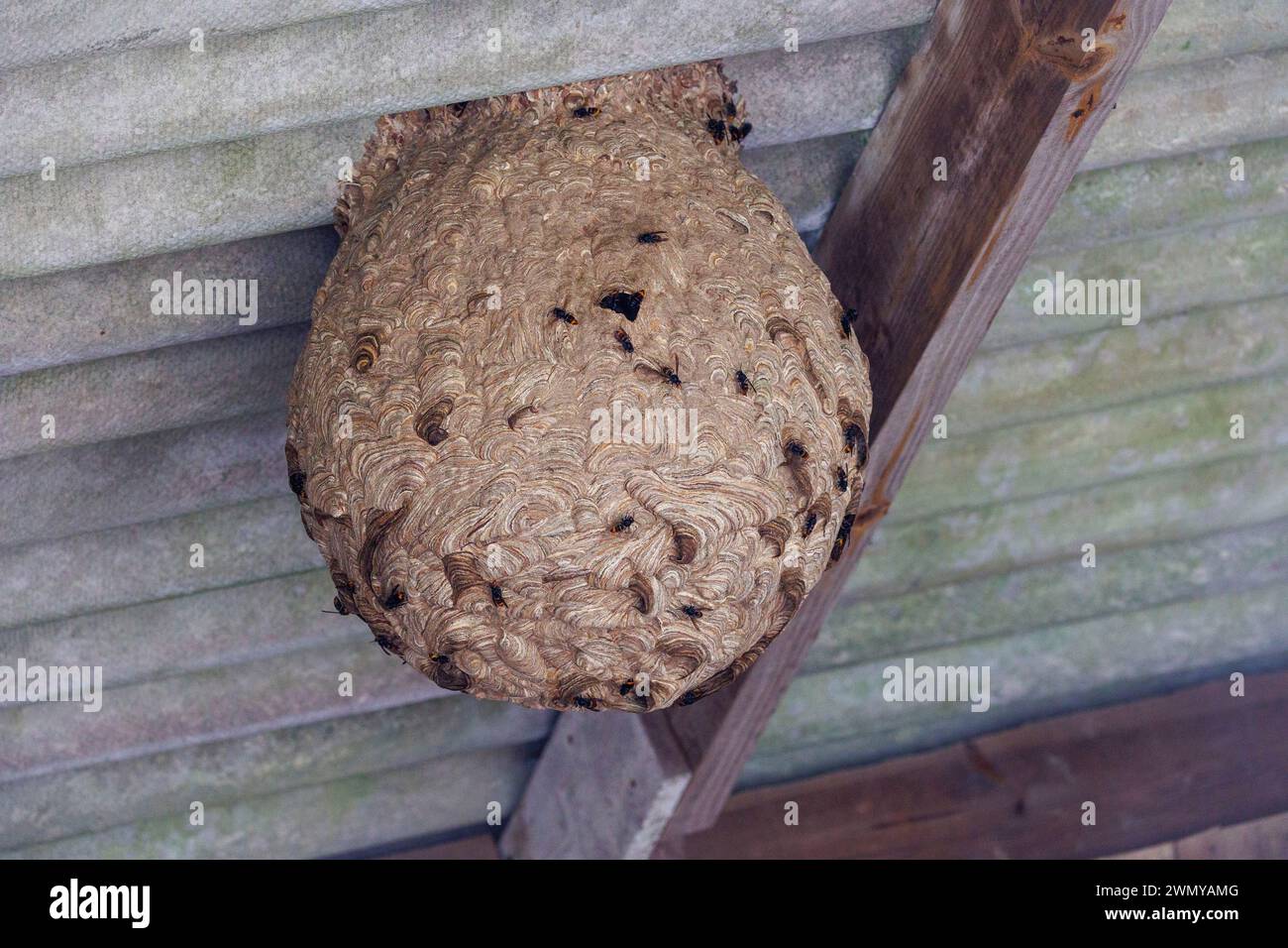 France, Ille et Vilaine, Le Rheu, Nest of Asian hornets, Asian hornet or yellow legged hornet (Vespa velutina), nest in a barn Stock Photo