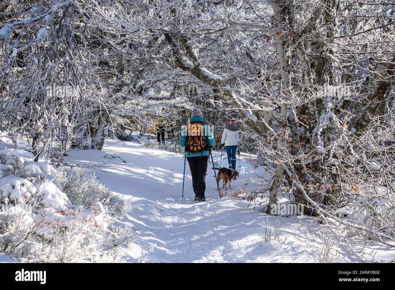 France, Loire (42), Pilat massif, Pilat regional nature park, La Jasserie, hike to Crêt de la Chèvre, woman walking in the snow towards Crêt de la Chèvre Stock Photo