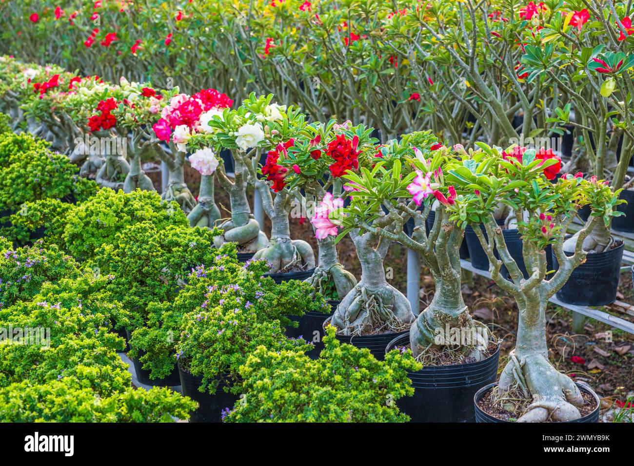 Vietnam, Mekong Delta, Sa Dec, the flower village of Sa Dec, called Lang Hoa in Vietnamese Stock Photo