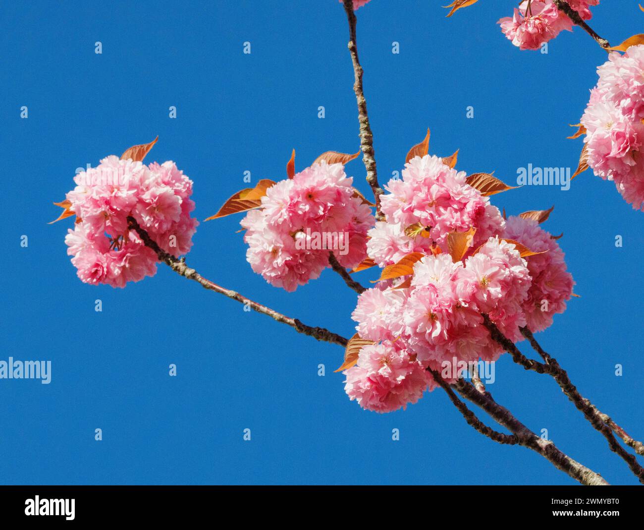 France, Bretagne, Ille et Vilaine, Le Rheu, France, Ille et Vilaine, Le Rheu, alley of Japanese Cherry trees (Prunus serrulata), blooming in spring Stock Photo