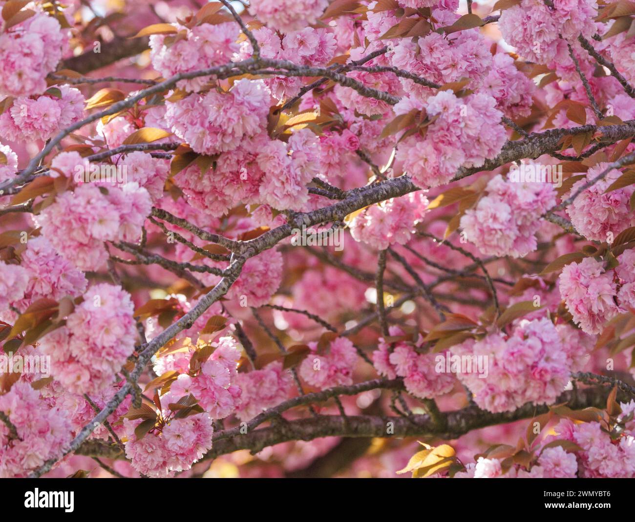 France, Bretagne, Ille et Vilaine, Le Rheu, France, Ille et Vilaine, Le Rheu, alley of Japanese Cherry trees (Prunus serrulata), blooming in spring Stock Photo