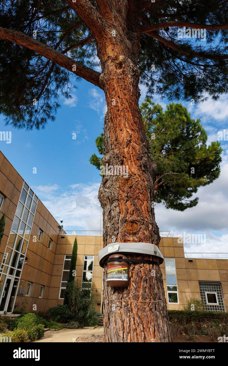 France, Alpes Maritimes, trap for the natural capture of pine processionary caterpillars (Thaumetopoea pityocampa), placed on the bark of the trunk of the maritime pine Stock Photo