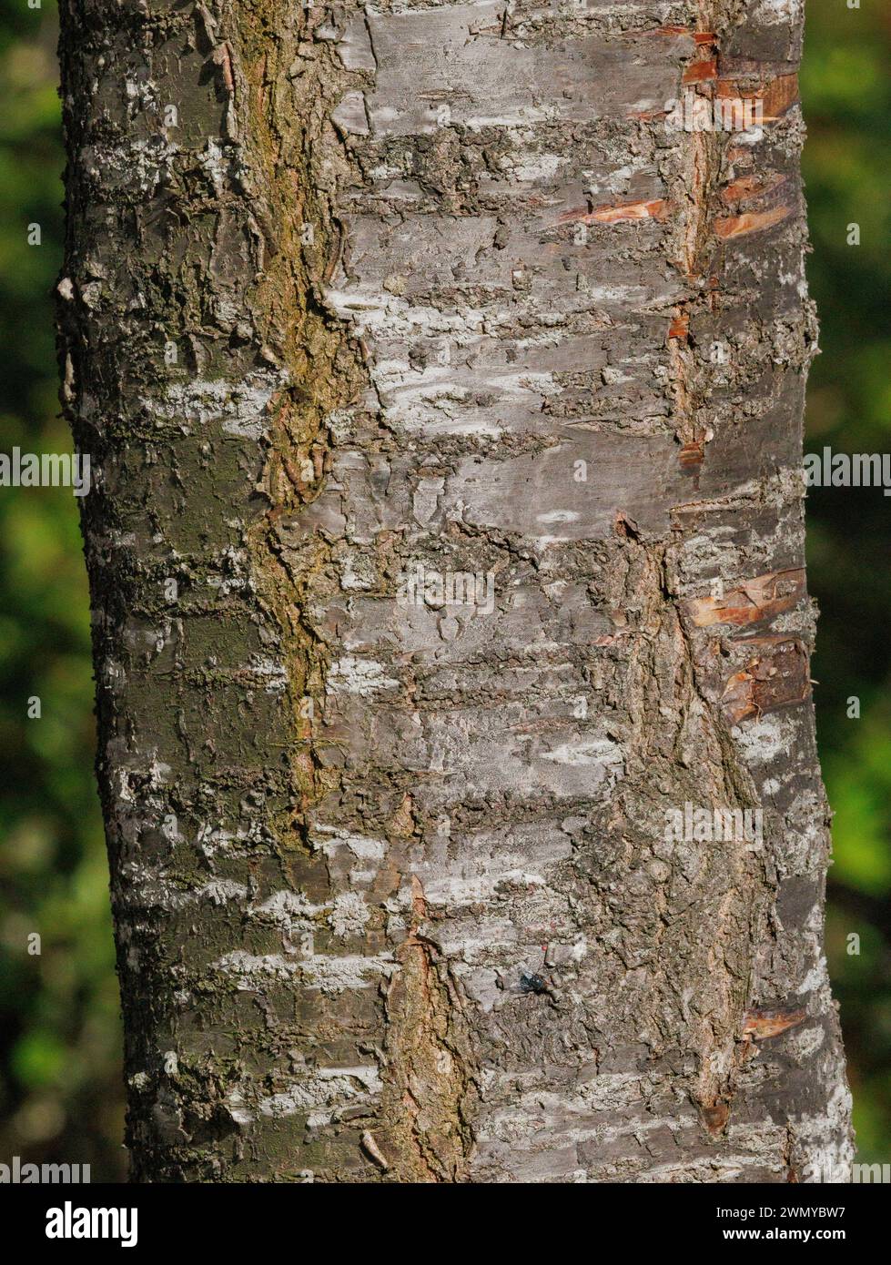 France, Ille et Vilaine, Le Rheu, alley of Japanese Cherry trees (Prunus serrulata), close-up of a trunk Stock Photo