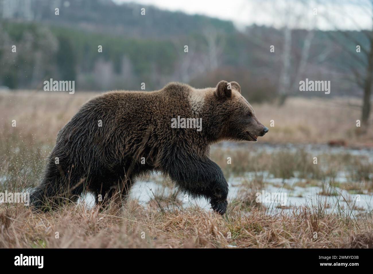 European Brown Bear ( Ursus arctos ) young cub, walking through open grassland, frozen marshland, Europe. Stock Photo