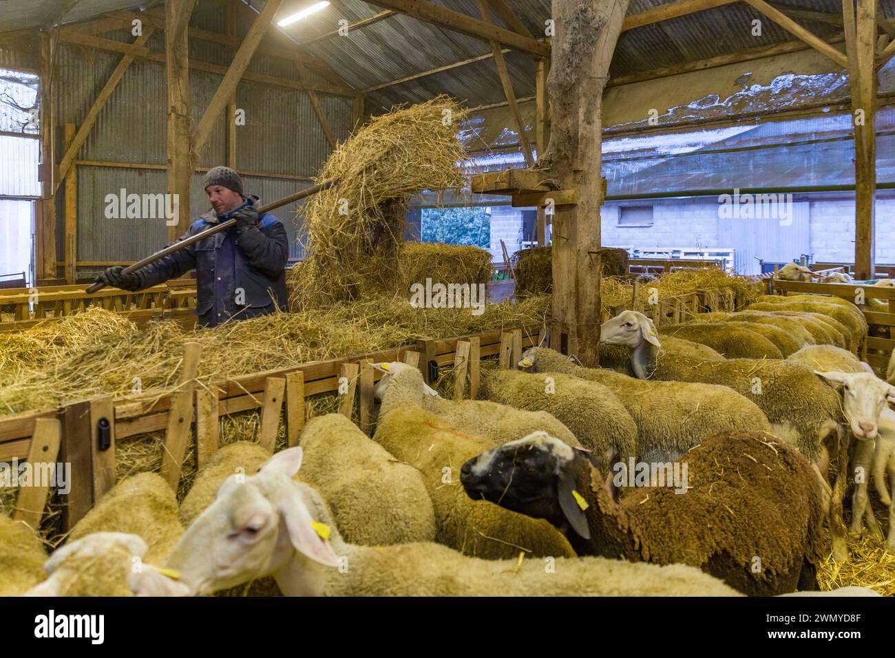 France, Indre et Loire, Loire valley listed as World Heritage by UNESCO, Saint-Ouen-Les-Vignes, Corbinière sheepfold, Agnès Le Douairon and Aurélien Girard raise lambs and produce sheep's and goat's cheese, all in organic farming Stock Photo