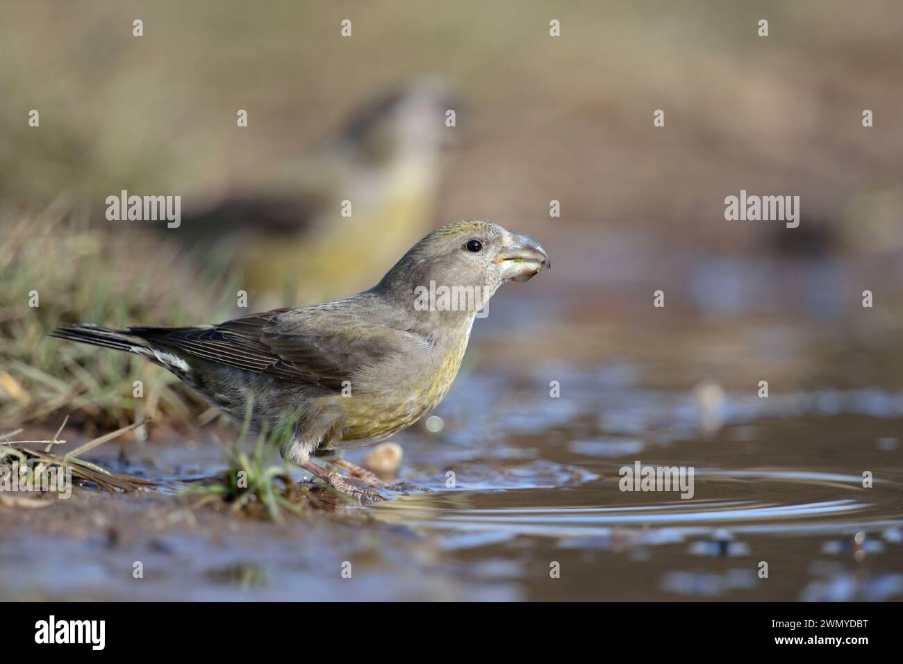 Parrot Crossbill  / Crossbills ( Loxia pytyopsittacus ) drinking at a puddle, wildlife, Europe. Stock Photo