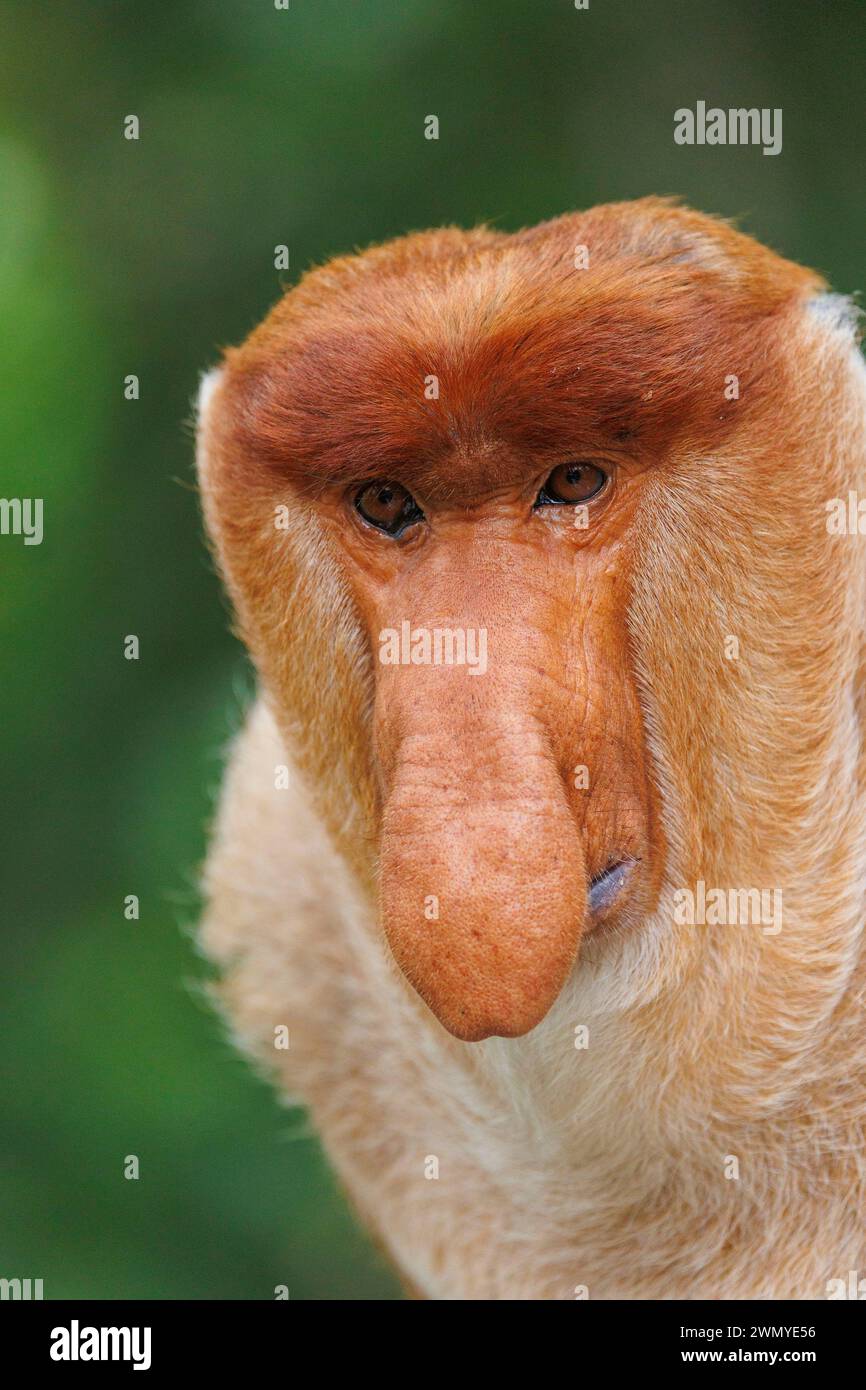 Malaysia, Borneo, Sabah, Reserve of Labuk Bay, Proboscis monkey or long ...