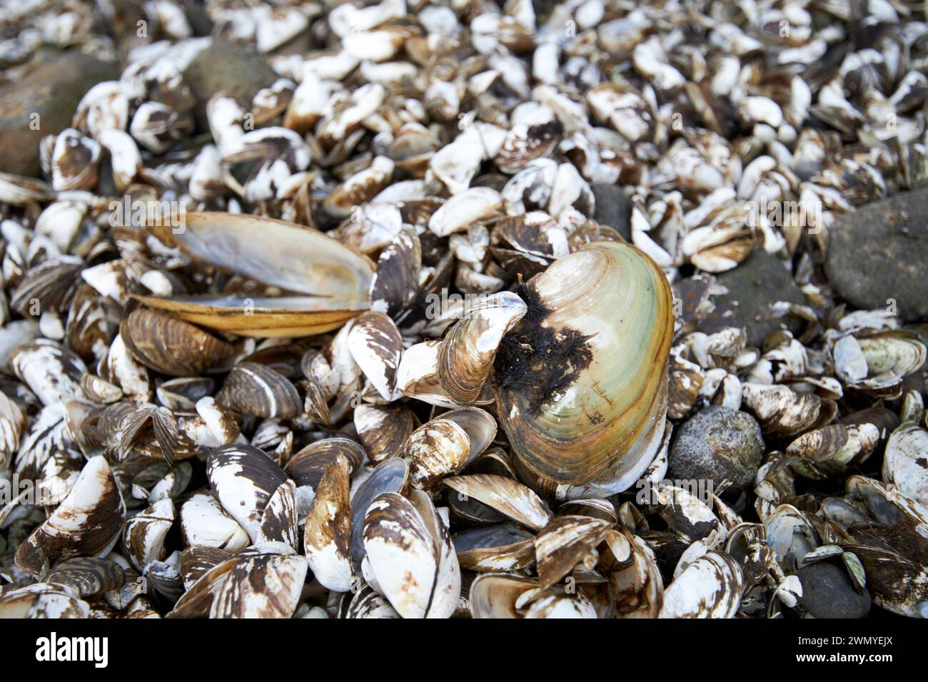 empty zebra mussel shells beside larger native freshwater pearl mussel shells on the shores of lough neagh county antrim northern ireland uk Stock Photo