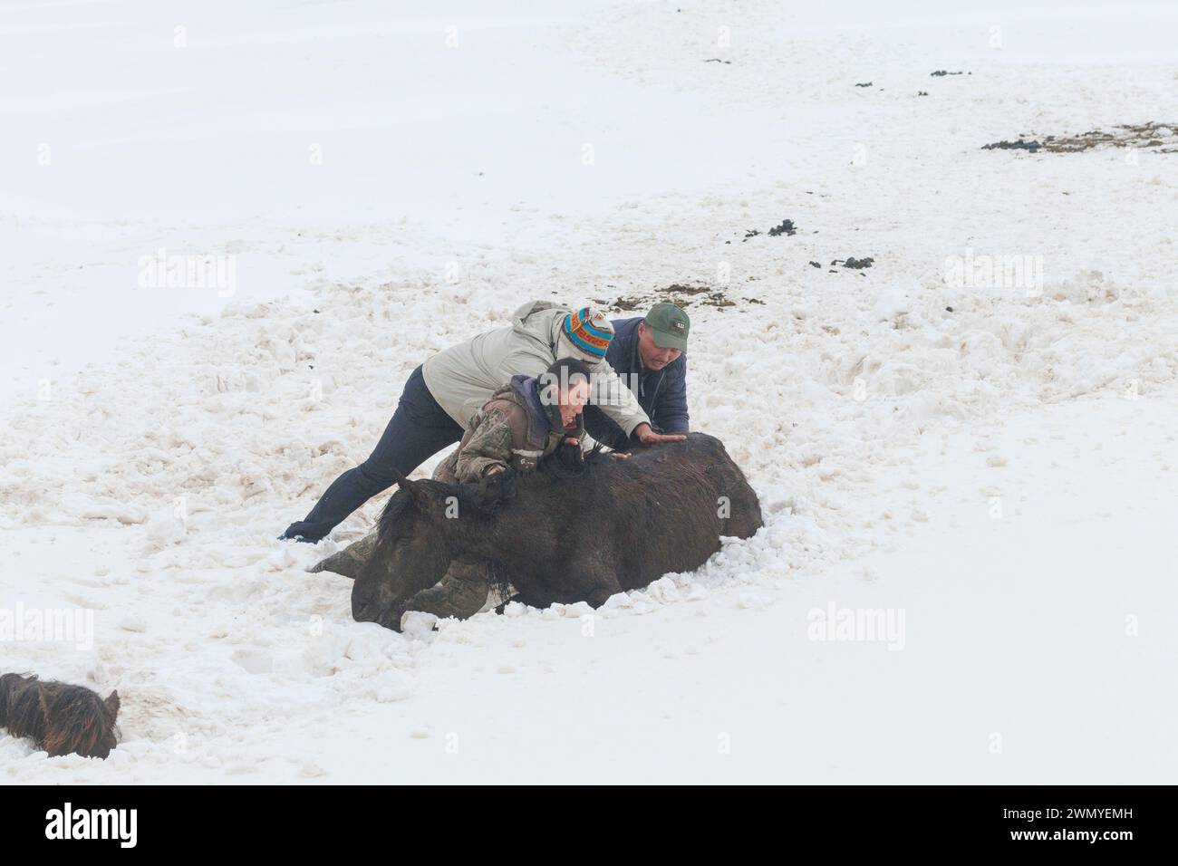Mongolia, Eastern Mongolia, Steppe, Landscape, Free grazing horses ...
