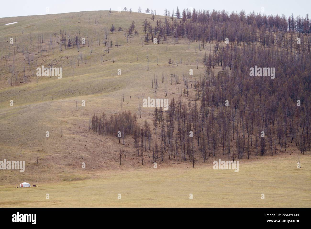 Mongolia, Tôv Province, Mongonmorit District, Dahurian Larch forest (Larix dahurica), Landscape , Black-billed Grouse biotope ( Tetrao urogalloides), Stock Photo