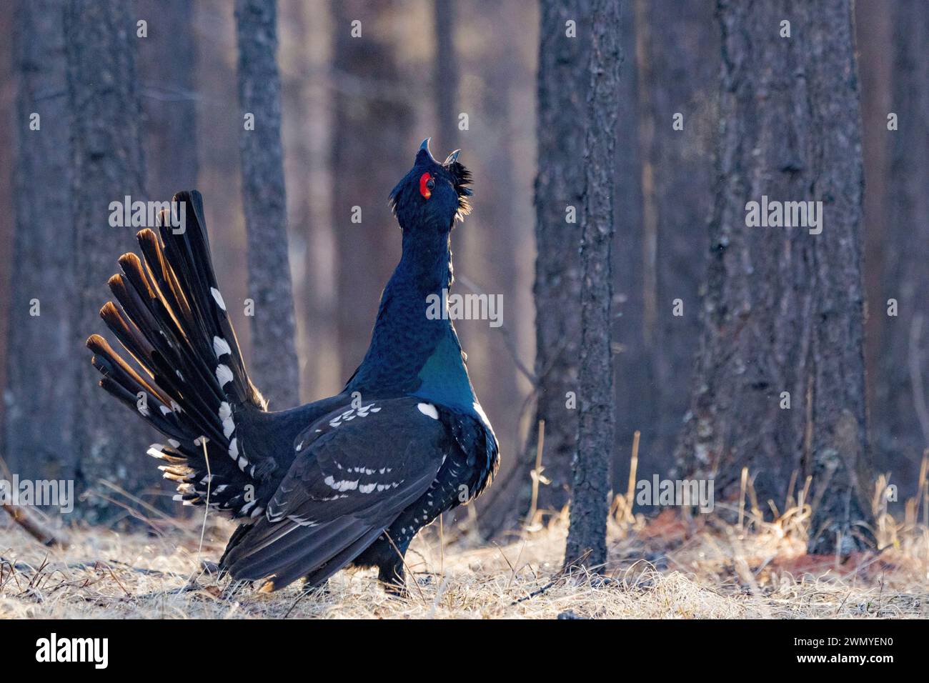 Mongolia, Tôv Province, Mongonmorit District, Dahurian Larch forest (Larix dahurica), Black-billed Capercaillie (Tetrao urogalloides formerly Tetrao parvirostris), in courtship display, on the ground Stock Photo