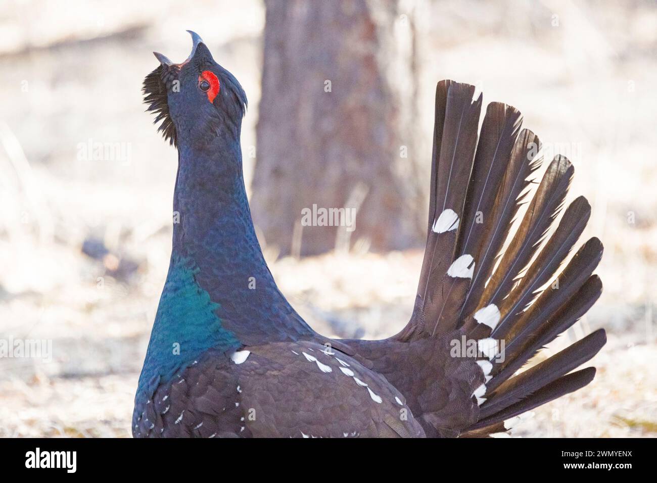Mongolia, Tôv Province, Mongonmorit District, Dahurian Larch forest (Larix dahurica), Black-billed Capercaillie (Tetrao urogalloides formerly Tetrao parvirostris), in courtship display, on the ground Stock Photo