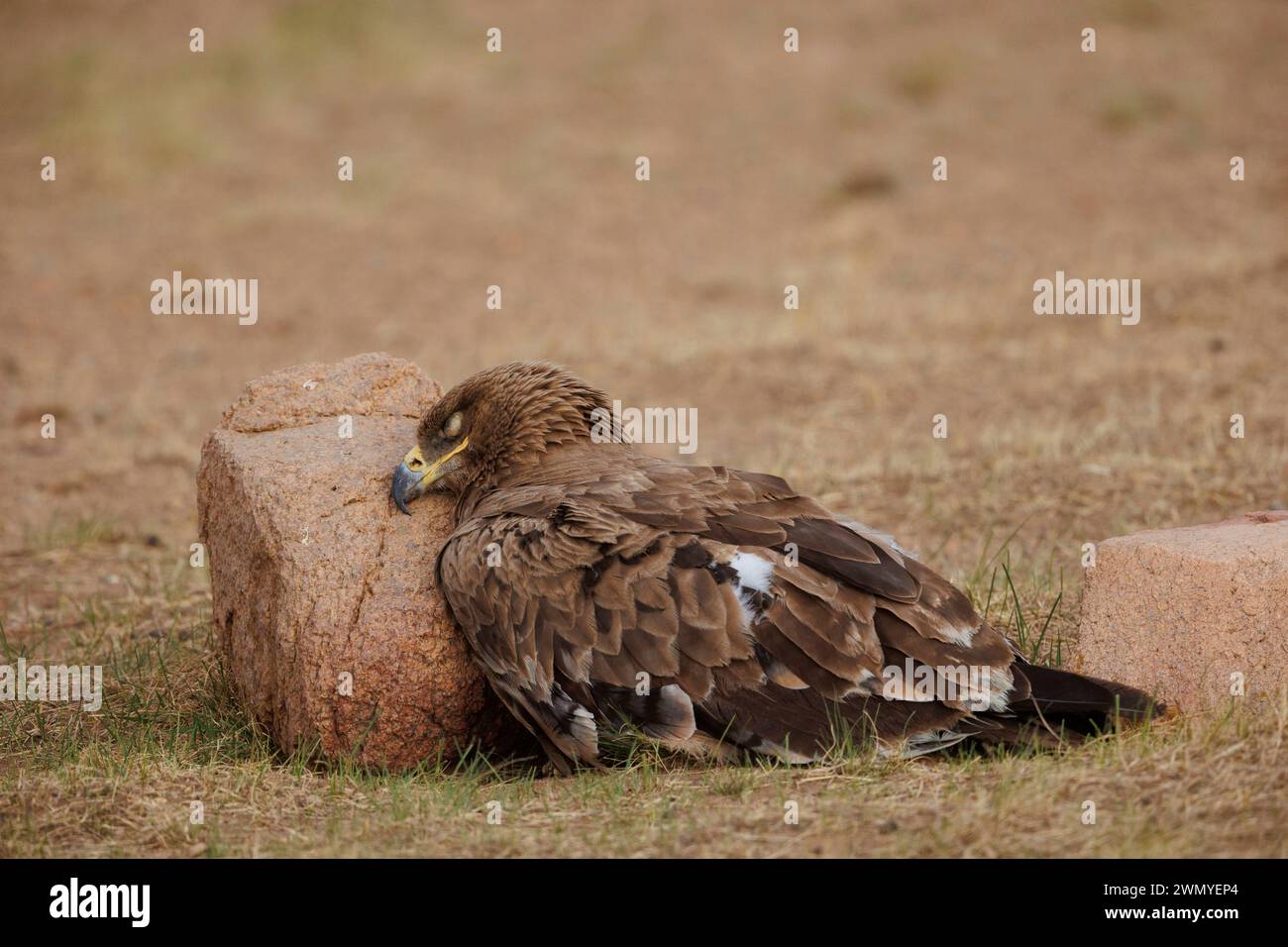 Mongolia, Eastern Mongolia, Steppe, Steppe Eagle (Aquila nipalensis), on the ground, sleeps against a stone sheltered from the wind Stock Photo