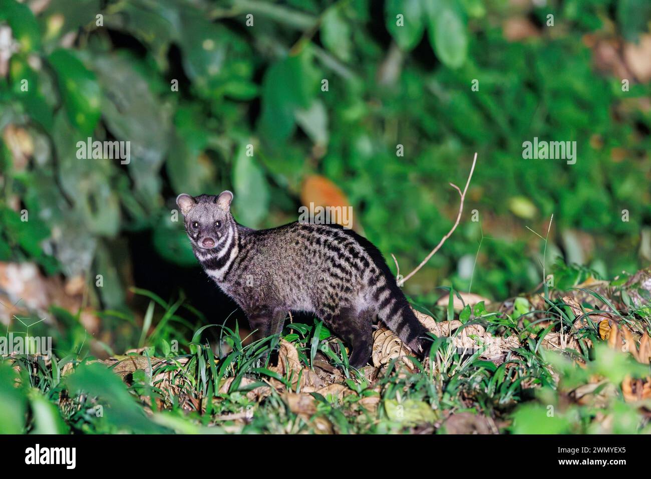 Southeast Northern Borneo, Malaysia, Sabah,, Tabin Wildlife Reserve, Malayan civet (Viverra tangalunga), also known as the Malay civet, on the ground, by night Stock Photo