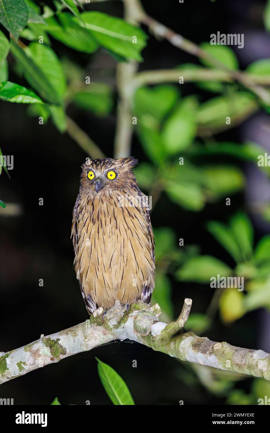 Southeast Northern Borneo, Malaysia, Sabah,, Tabin Wildlife Reserve ...