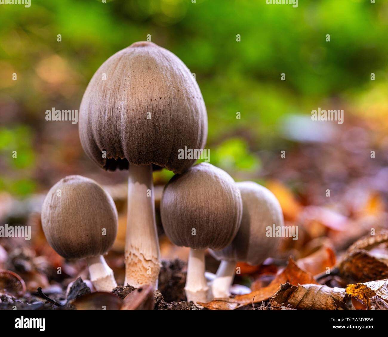 France, Somme, Forêt de Crécy, Crécy-en-Ponthieu, Mushrooms of the Crécy forest in autumn, Coprinus atramentarius Stock Photo