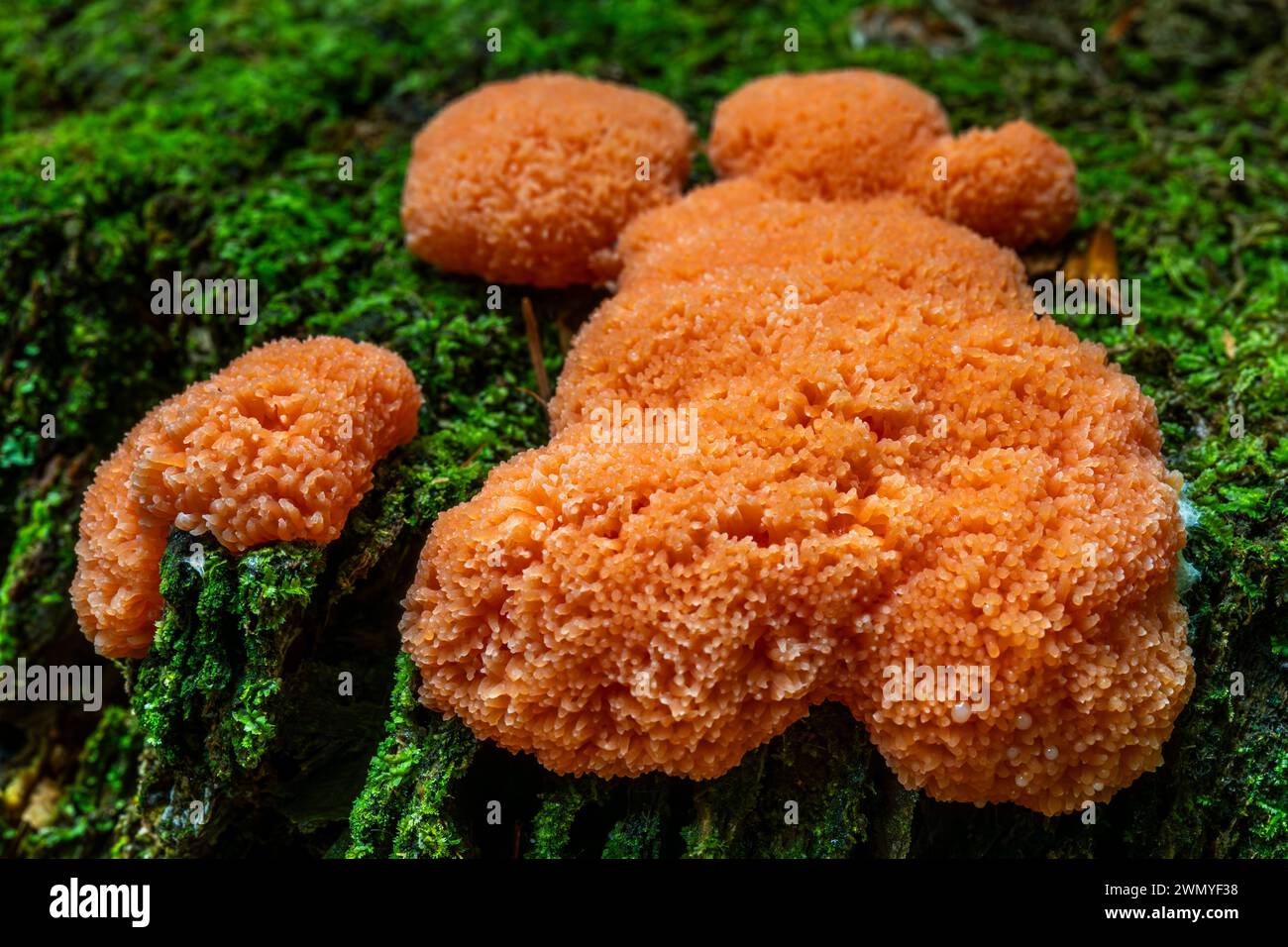 France, Somme, Forêt de Crécy, Crécy-en-Ponthieu, Mushrooms of the Crécy forest in autumn, tubifera ferruginosa Stock Photo