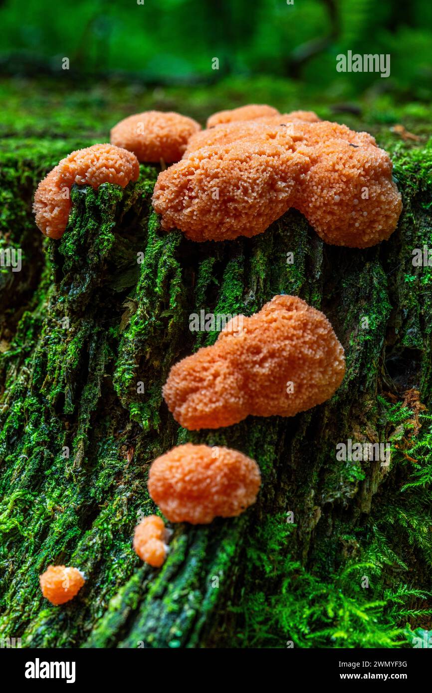 France, Somme, Forêt de Crécy, Crécy-en-Ponthieu, Mushrooms of the Crécy forest in autumn, tubifera ferruginosa Stock Photo