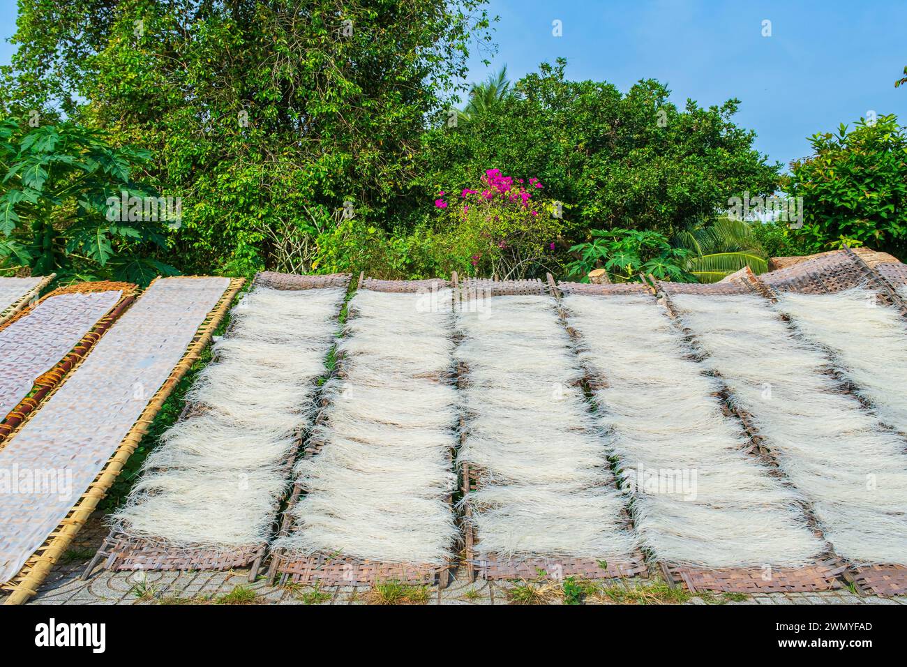 Vietnam, Mekong Delta, surroundings of Tra Vinh, drying of rice noodles ...