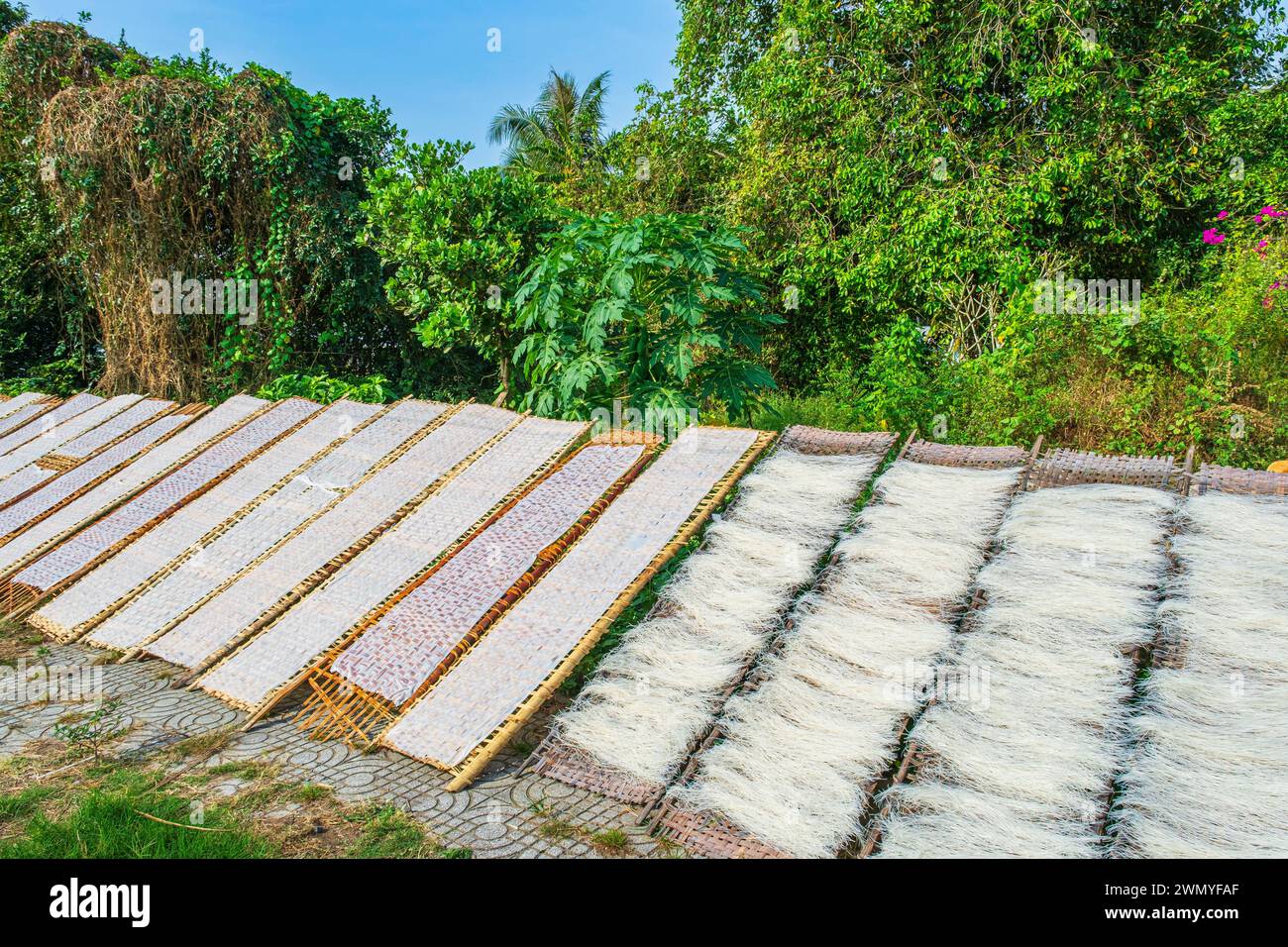 Vietnam, Mekong Delta, surroundings of Tra Vinh, drying of rice noodles ...