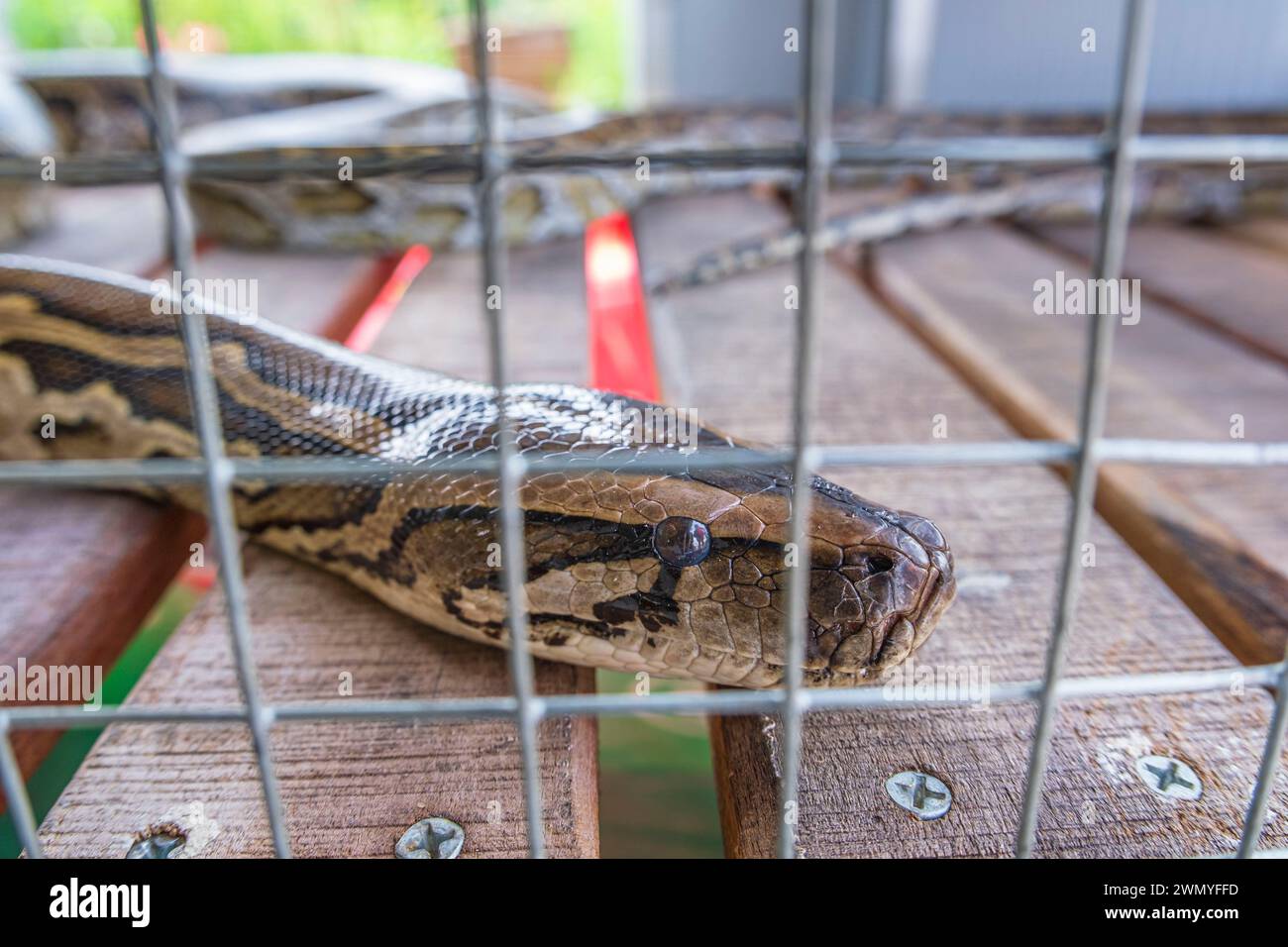 Vietnam, Mekong Delta, Cai Be, snake in a cage Stock Photo