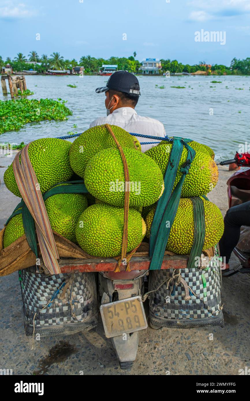 Vietnam, Mekong Delta, Cai Be, scooter loaded with jackfruits Stock Photo