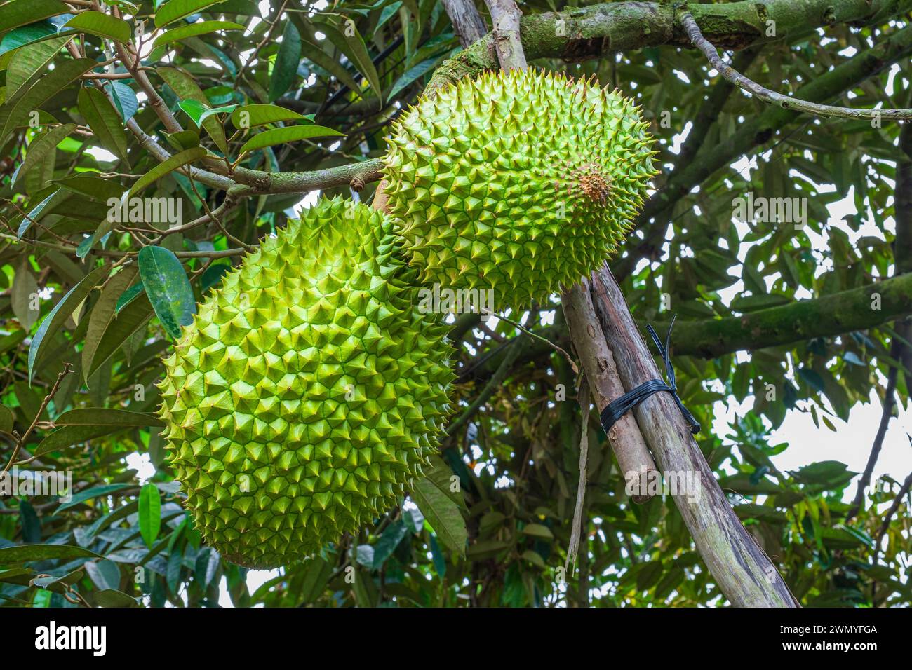 Vietnam, Mekong Delta, Tien Giang province, Tan Phong island, cultivation of durians Stock Photo