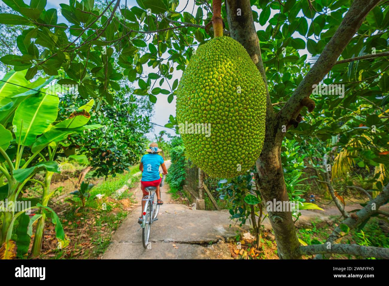 Vietnam, Mekong Delta, Tien Giang province, bike ride on Tan Phong island Stock Photo