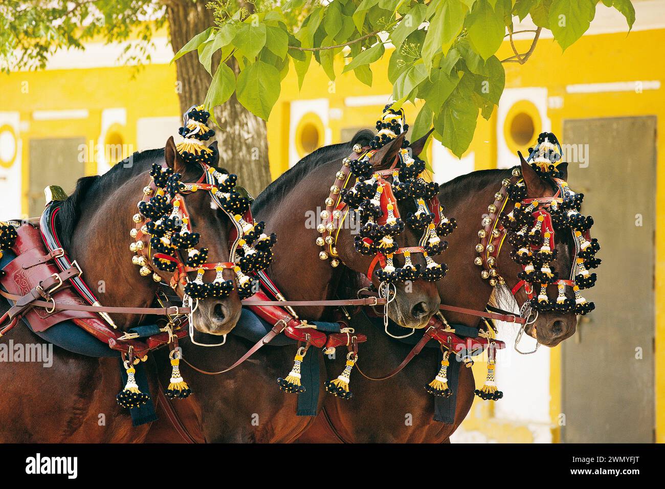 Pure Spanish Horse. Andalusian Horses in traditional harness, Feria del Caballo, Spain Stock Photo