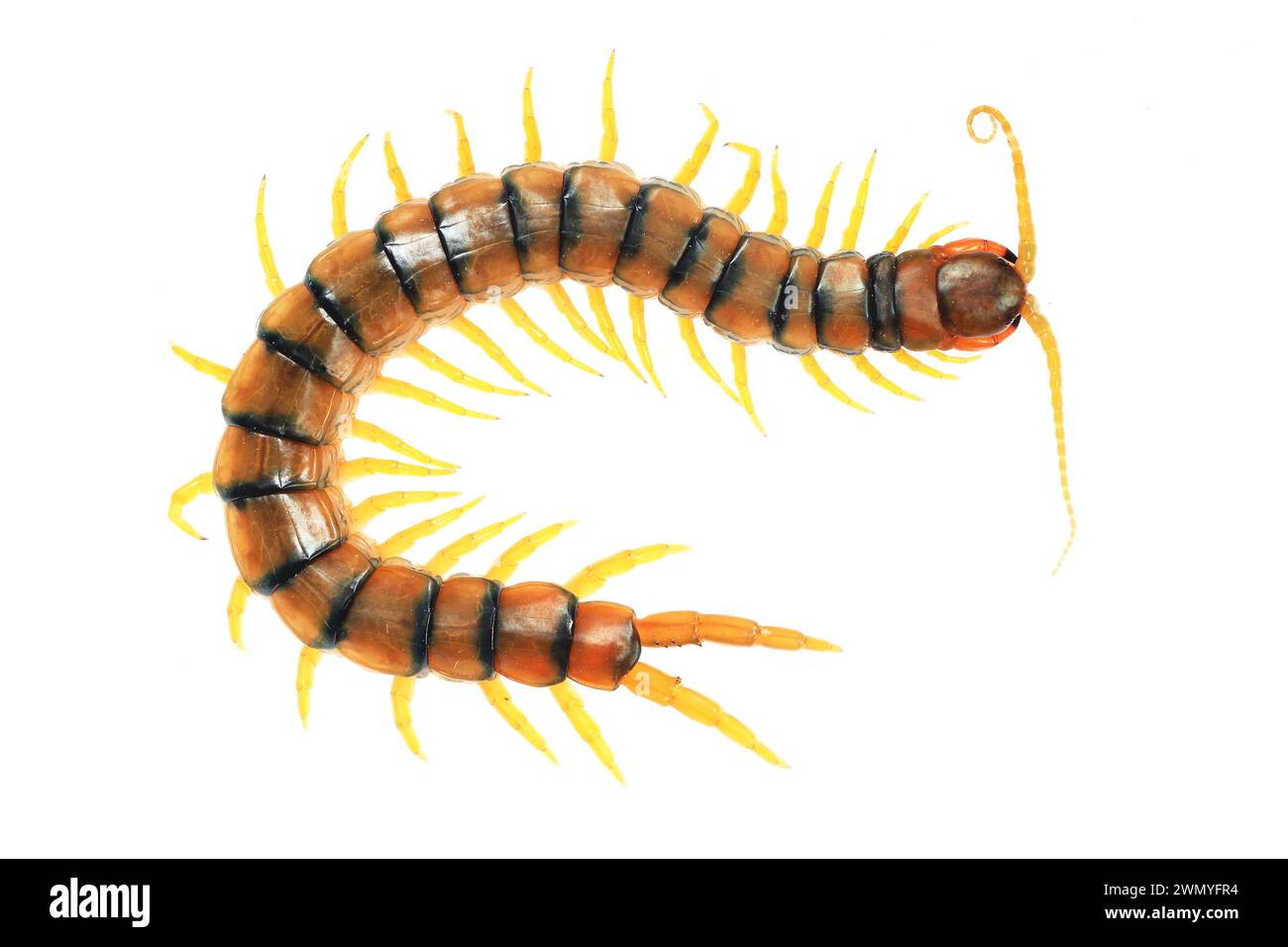 Realistic hand-drawn image of a Scolopendra, showcasing its segmented body and many legs. Stock Photo