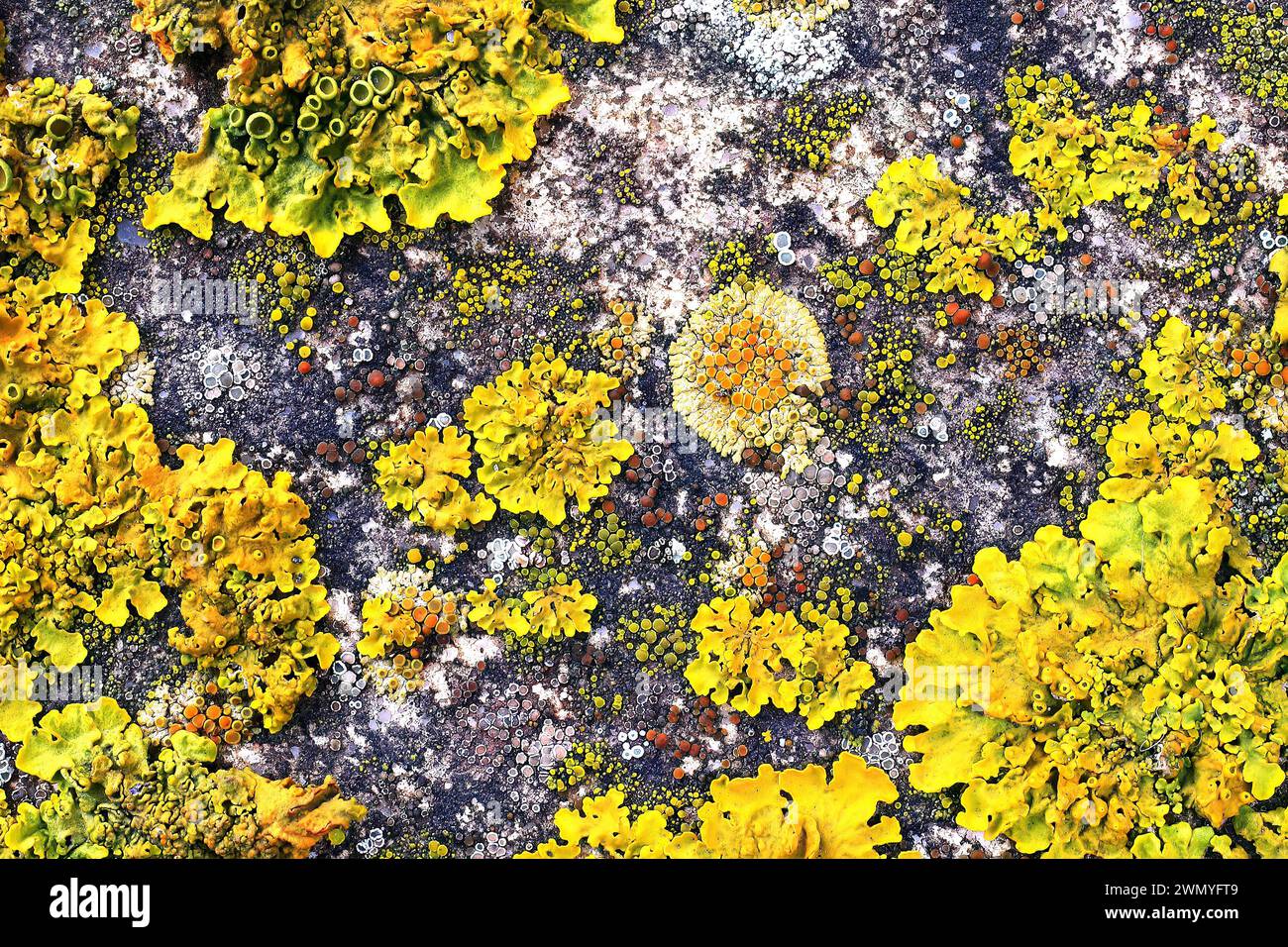 A vibrant assortment of lichen species, showcasing a natural mosaic of textures and colors on a rock surface. Stock Photo