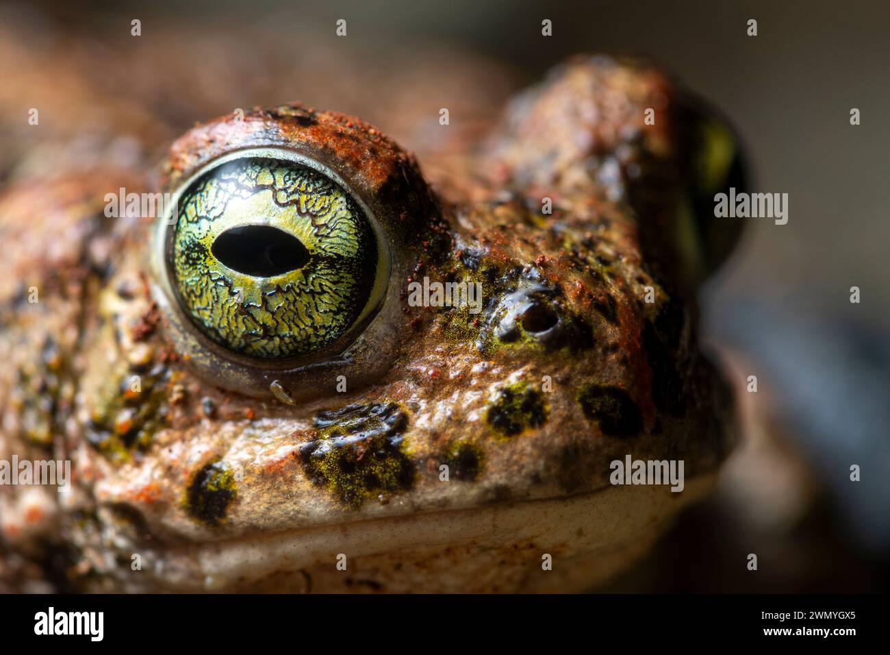 Extreme close-up of a natterjack toad's eye, highlighting the intricate ...