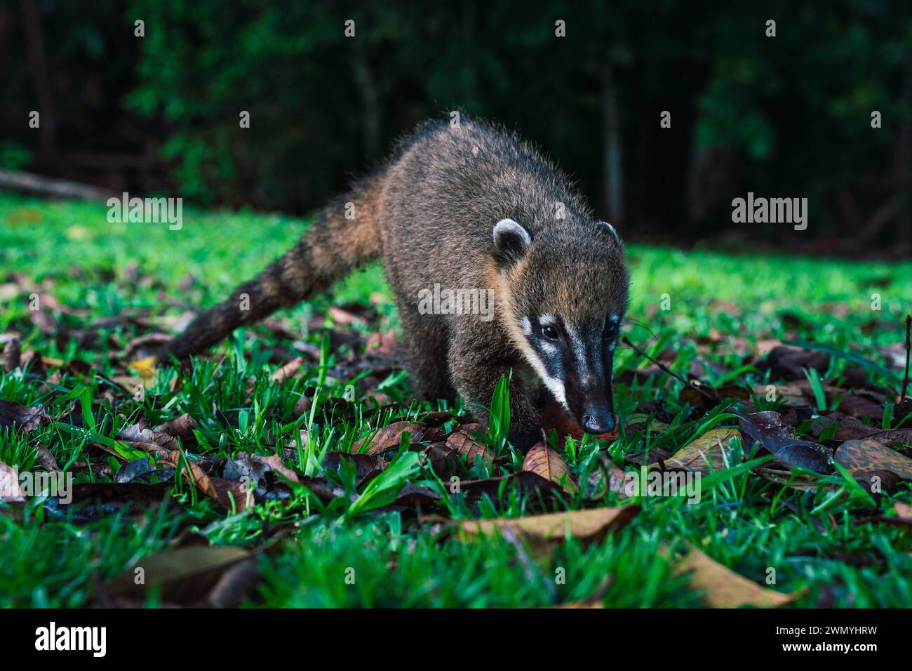 A curious coati forages on the verdant ground near the Iguazu Waterfalls in Southern Brazil. Stock Photo