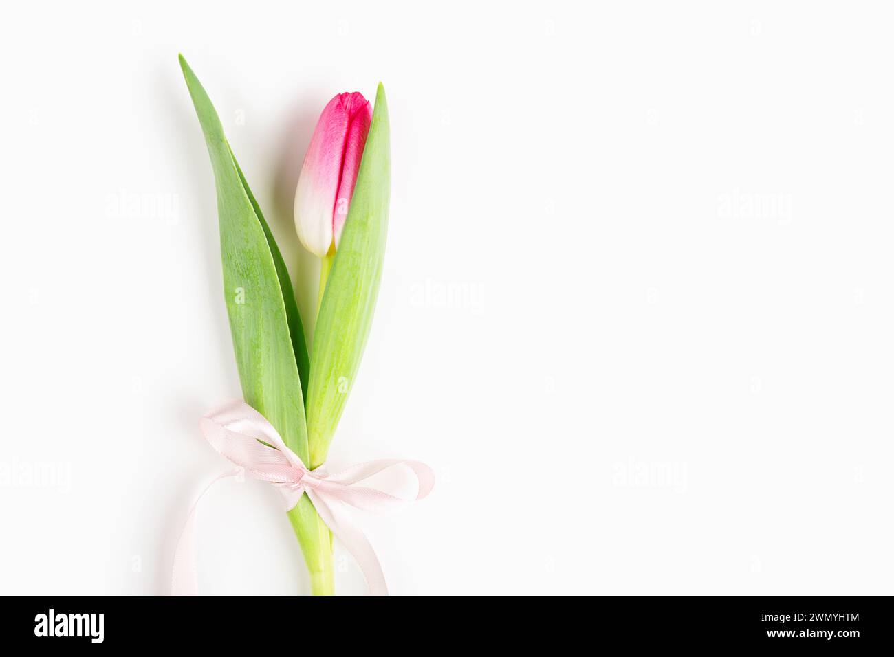 Elegant single tulip with a soft pink hue tied with a delicate ribbon, presented against a clean white backdrop. Stock Photo