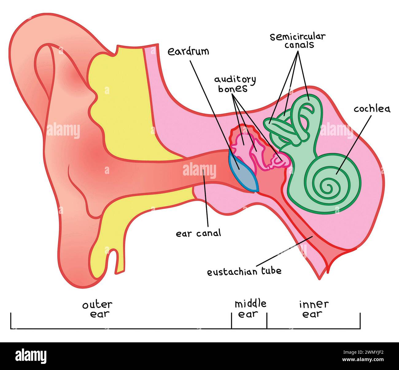 Medical art, outer ear, middle ear, inner ear, ear structure, hearing, body parts, senses, ear canal, auditory bones, eustachian tube, eardrum, canals Stock Photo