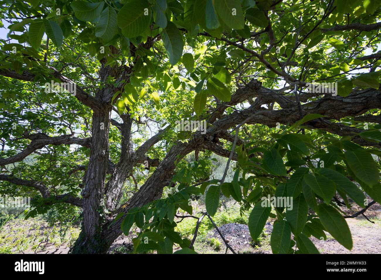 Walnuss, Walnuß, Krone, Baumkrone, Wal-Nuss, Wal-Nuß, Juglans regia, Walnut, Noyer commun Stock Photo