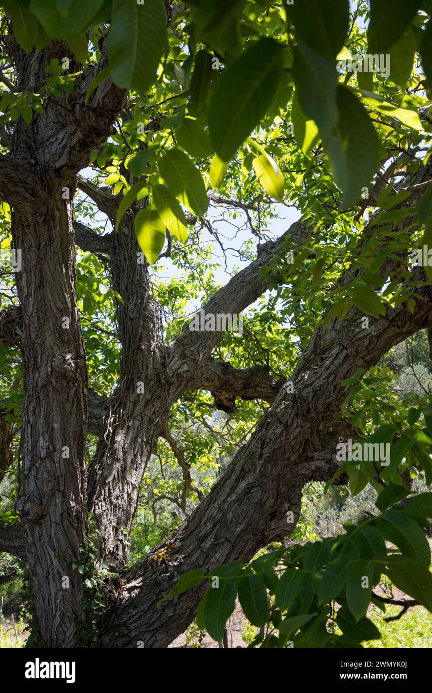 Walnuss, Walnuß, Krone, Baumkrone, Wal-Nuss, Wal-Nuß, Juglans regia, Walnut, Noyer commun Stock Photo