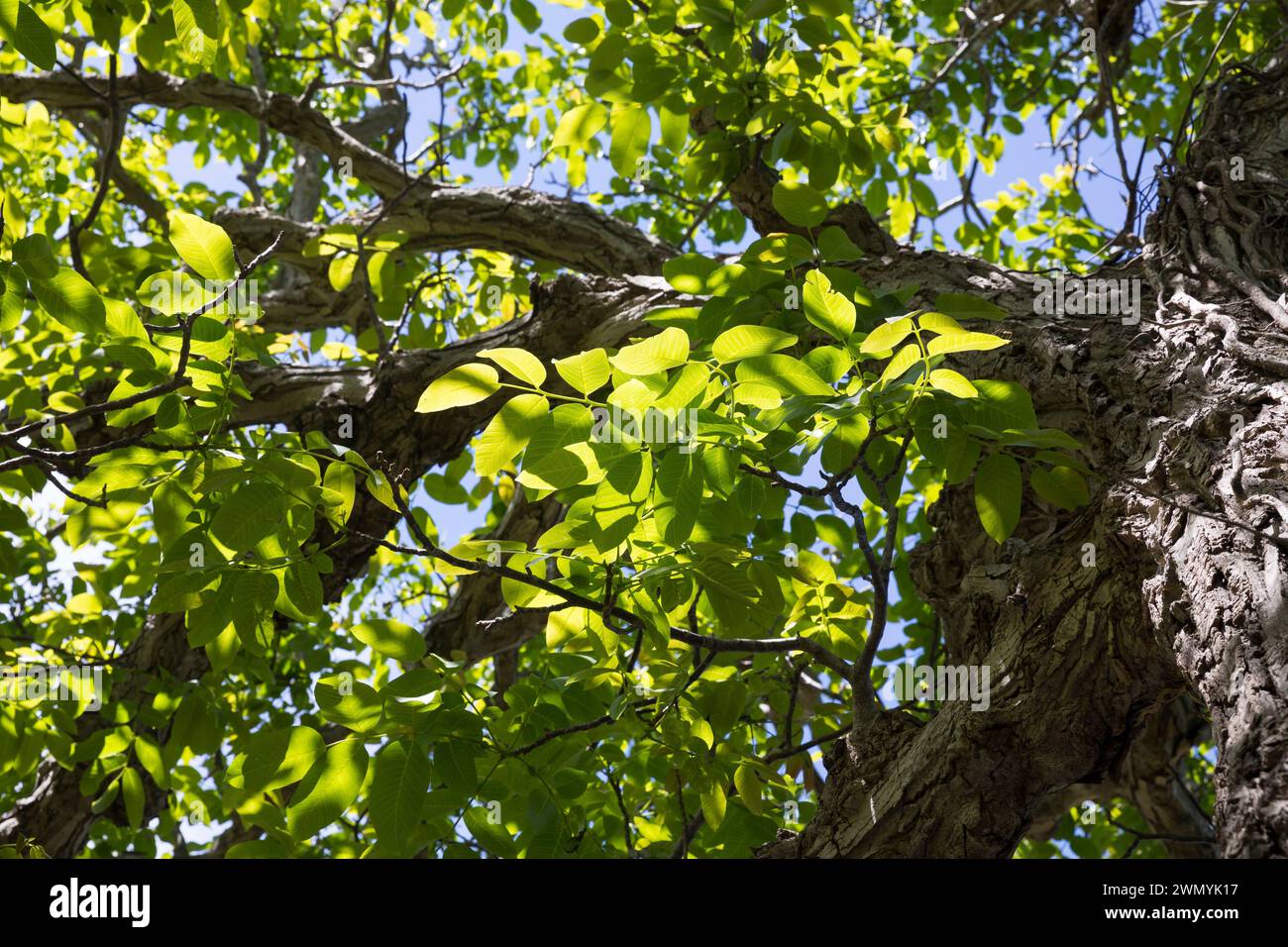 Walnuss, Walnuß, Krone, Baumkrone, Wal-Nuss, Wal-Nuß, Juglans regia, Walnut, Noyer commun Stock Photo