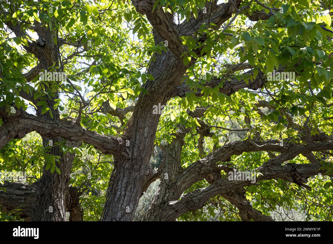 Walnuss, Walnuß, Krone, Baumkrone, Wal-Nuss, Wal-Nuß, Juglans regia, Walnut, Noyer commun Stock Photo