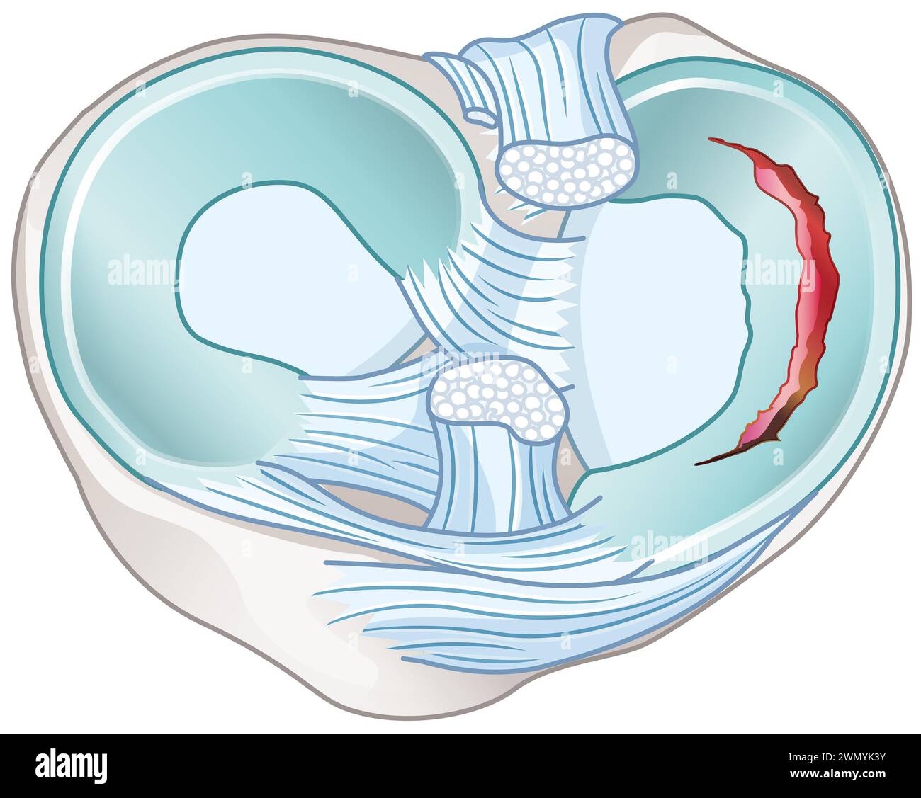 Menisci are C-shaped cartilage in knees, cushioning and stabilizing joints. Cruciate ligaments stabilize knee, connecting thighbone and shinbone. Stock Photo