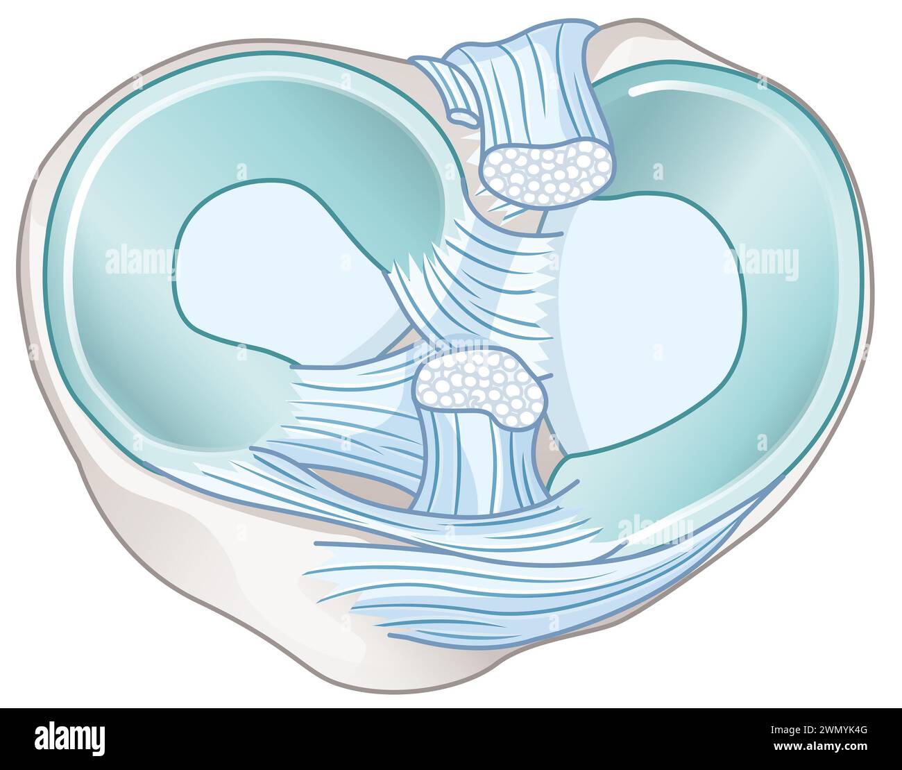 Menisci are Cshaped cartilage in knees, cushioning and stabilizing joints. Cruciate ligaments