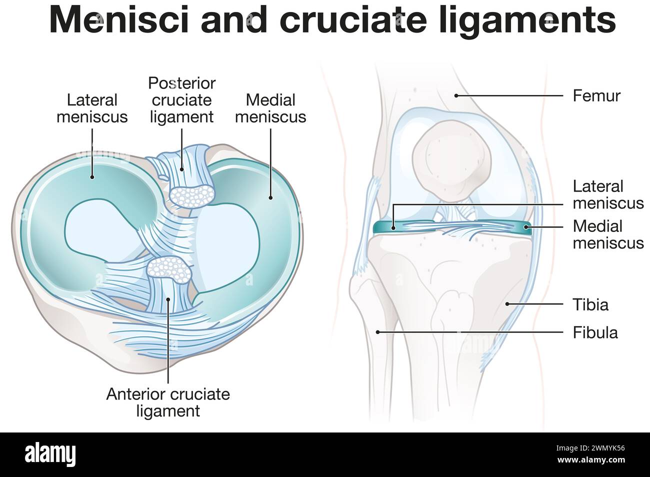 Menisci are C-shaped cartilage in knees, cushioning and stabilizing joints. Cruciate ligaments stabilize knee, connecting thighbone and shinbone. Stock Photo