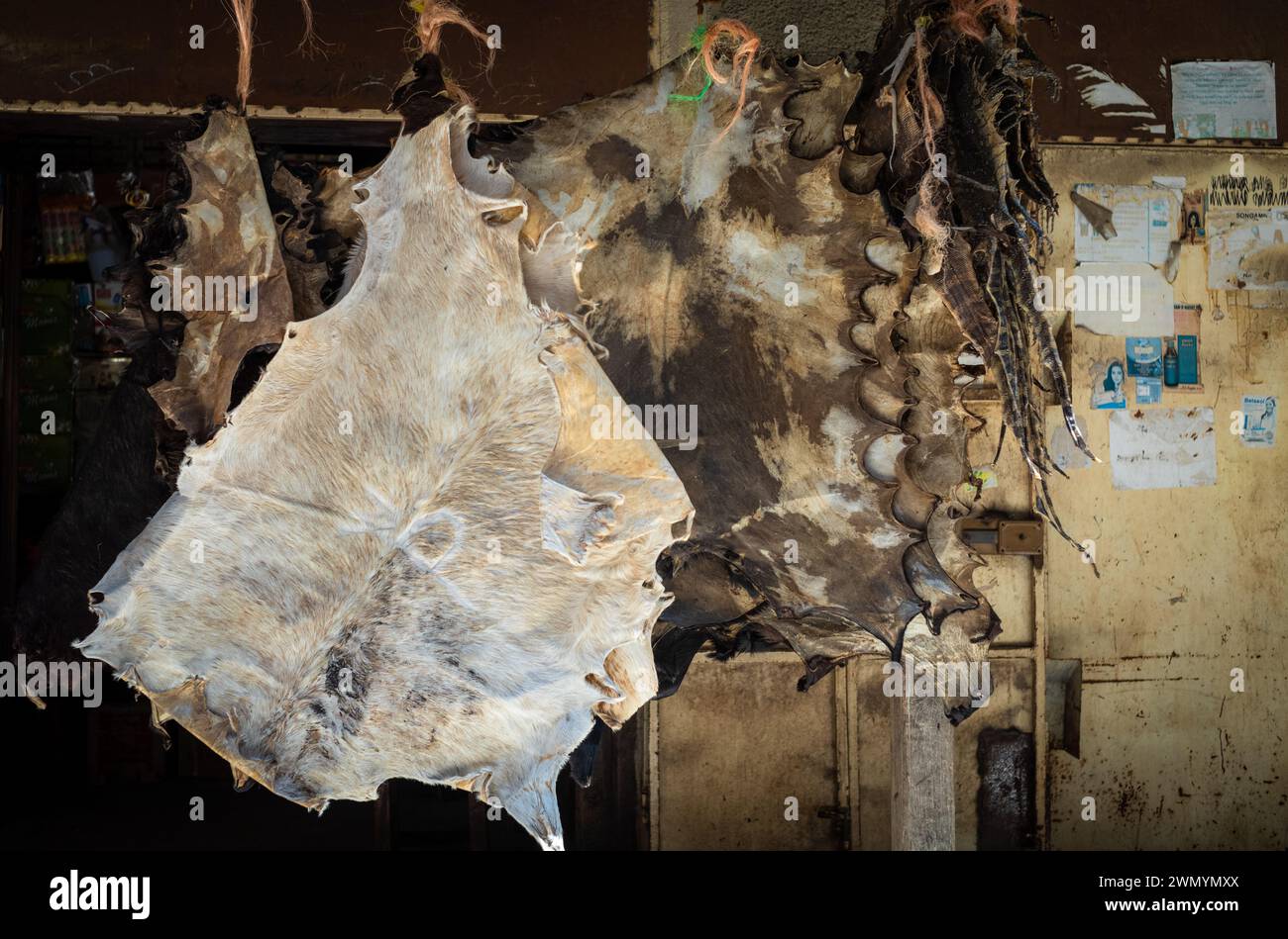 Dried goat skins and lizard skins for sale in Darajani Souk, Zanzibar City, Zanzibar, Tanzania. Stock Photo