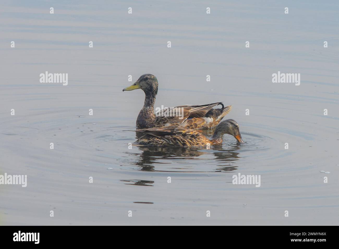 Mallard ducks, Cape May Point State Park, June 2023 Stock Photo