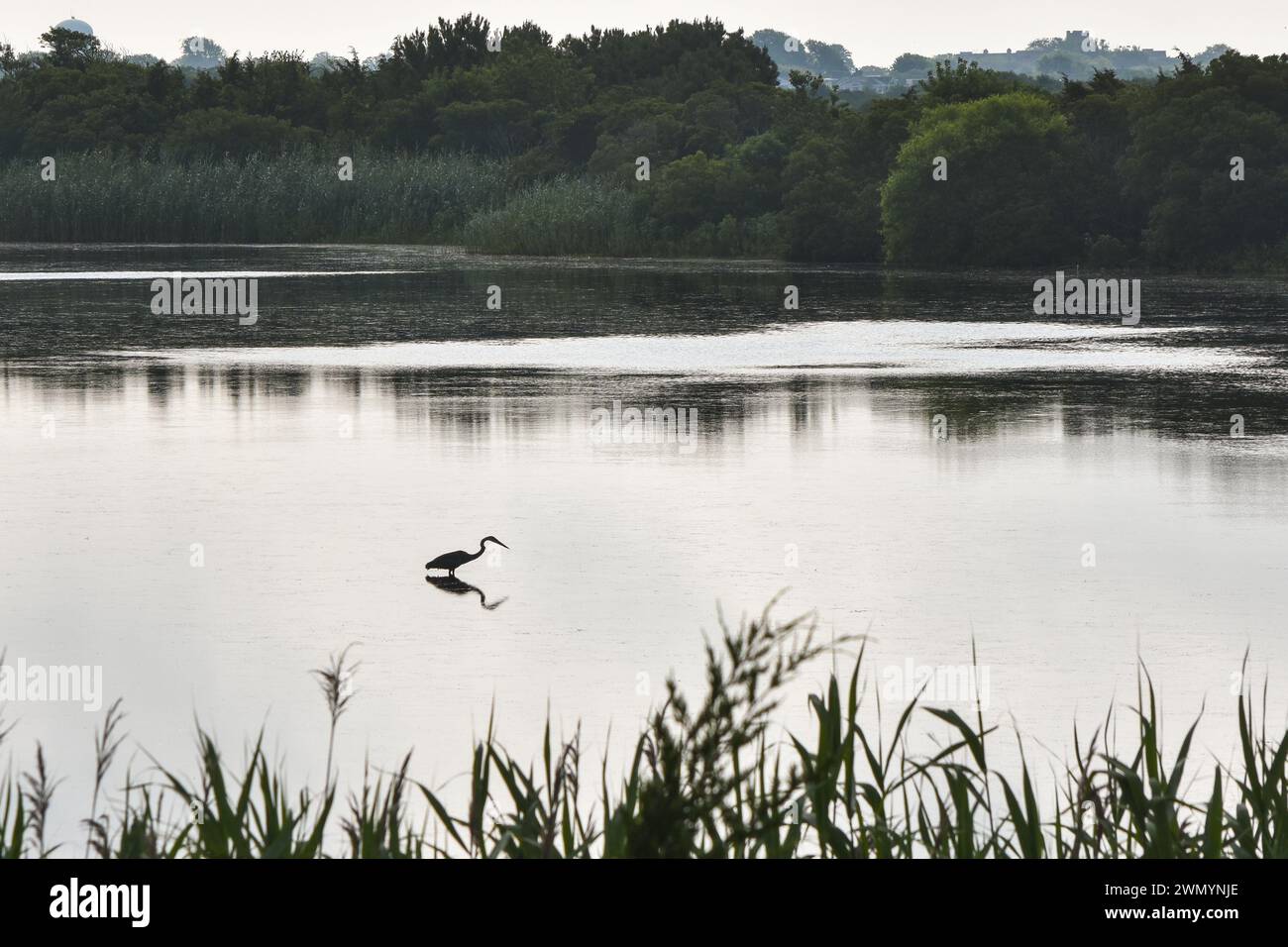 Great blue heron on Bunker Pond. Cape May Point State Park, N.J. June 2023. Stock Photo