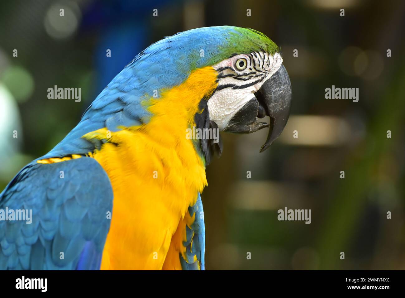 Blue and Yellow Macaw, they are the largest flying parrots, with a