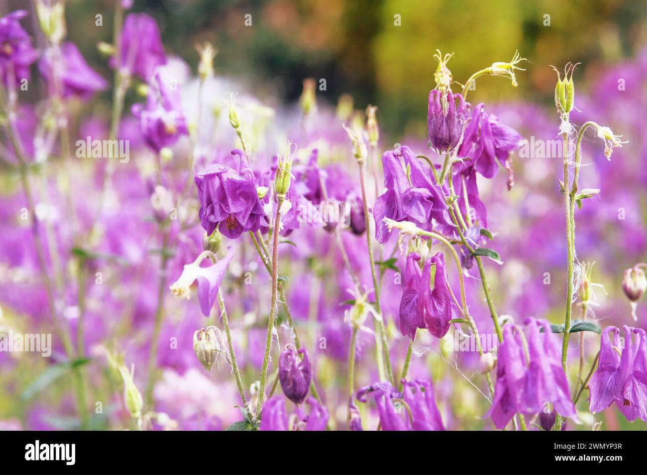 Aquilegia vulgaris flowers blooming with light bright petals. Spring blurred background of nature. Low mountain range. Stock Photo