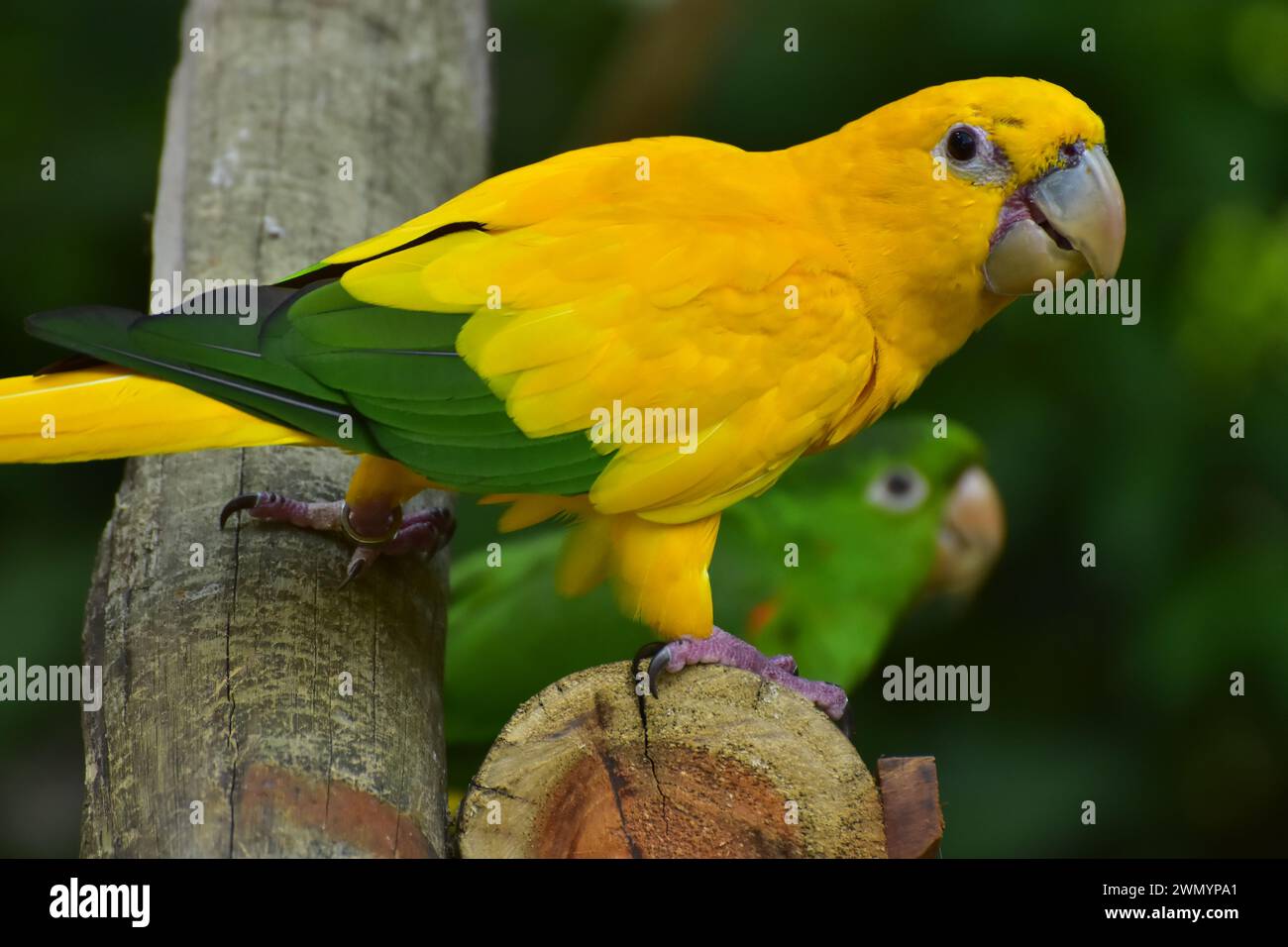 The golden parakeet or golden conure (Guaruba guarouba) is a medium-sized golden-yellow Neotropical parrot that inhabits the forests of South America Stock Photo